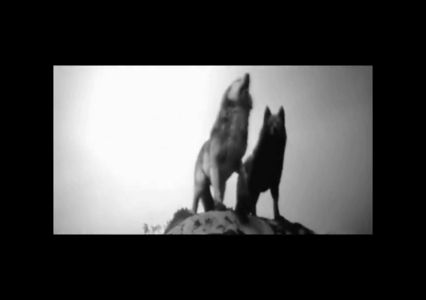LA Wolves FC
